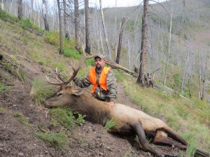southfork outfitters montana wilderness elk 2013